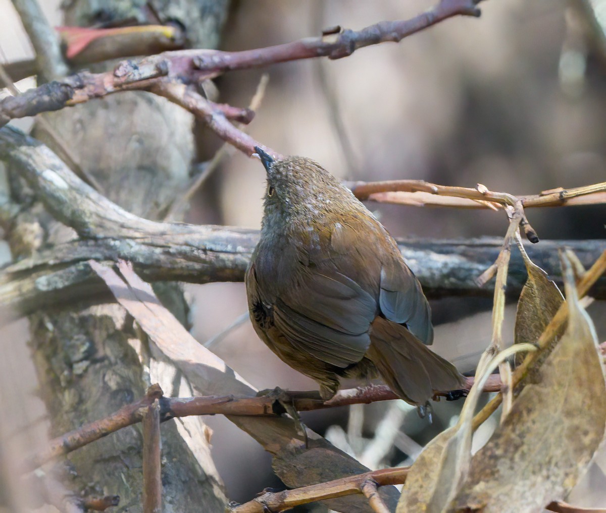 Tasmanian Scrubwren - ML631243516