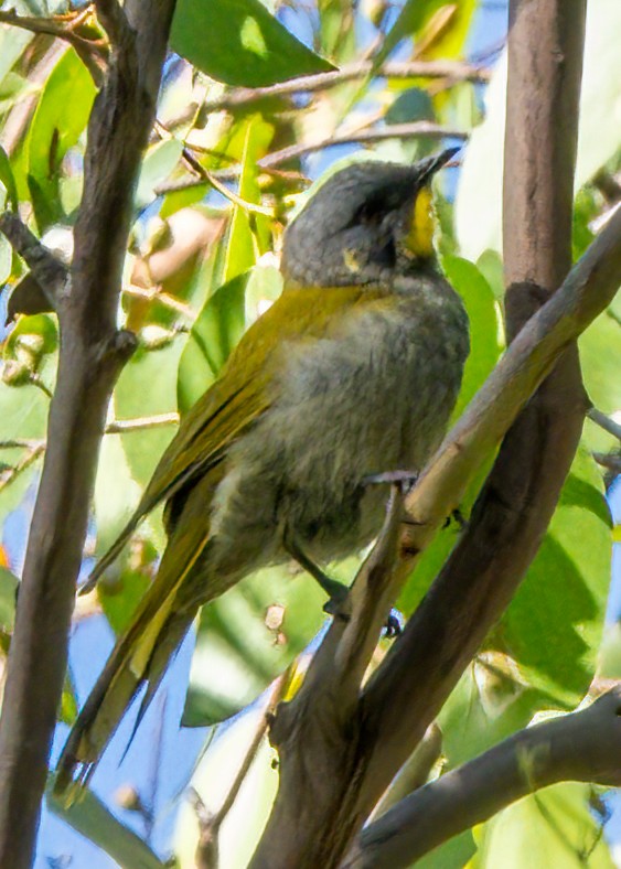 Yellow-throated Honeyeater - ML631243519