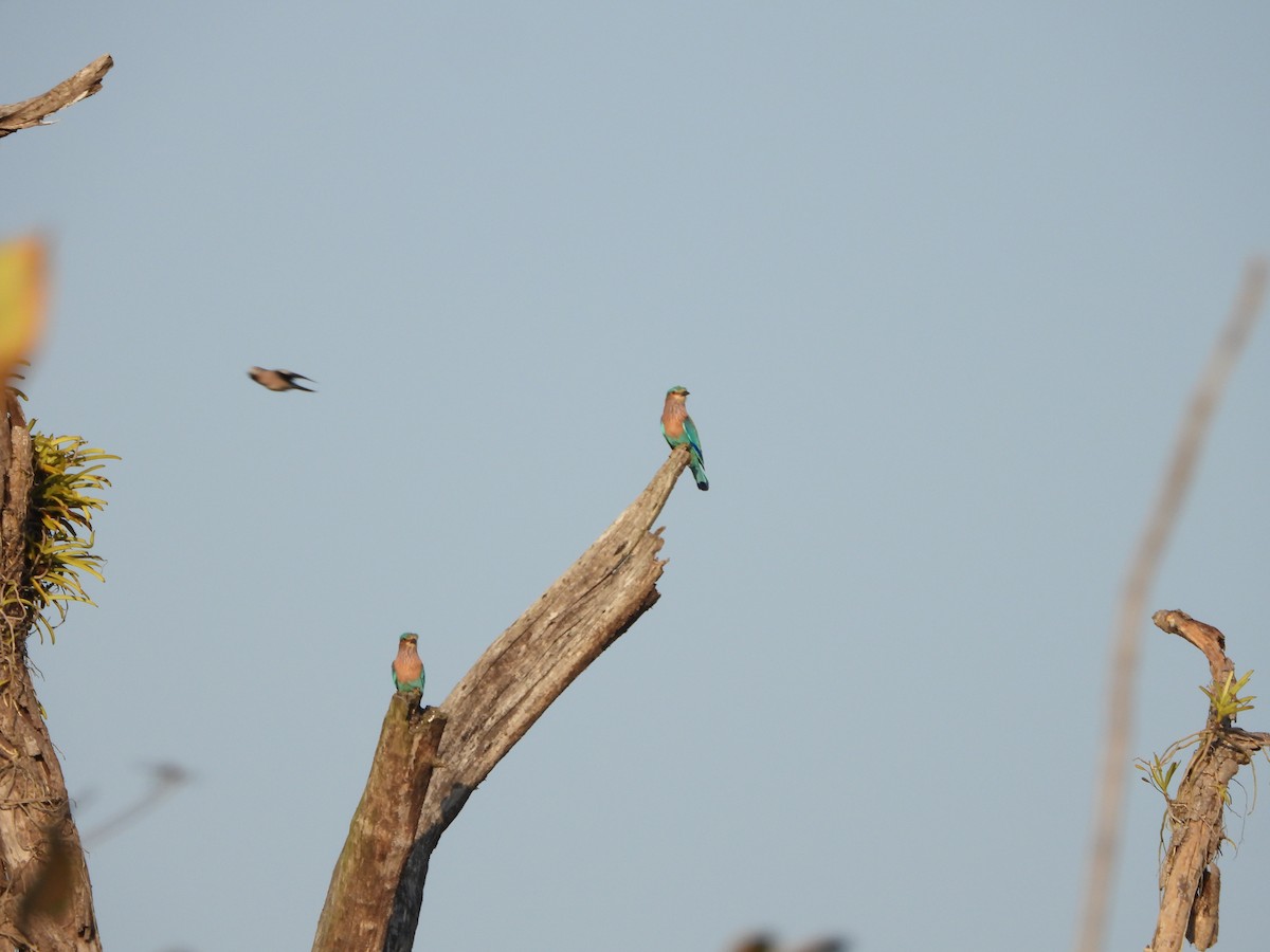 Indian Roller - ML631243544