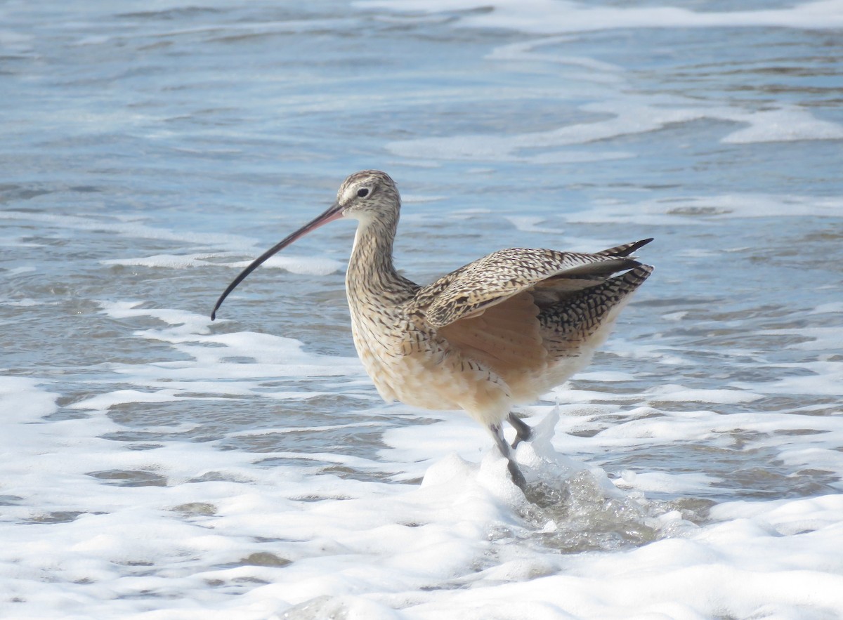 Long-billed Curlew - ML631243633