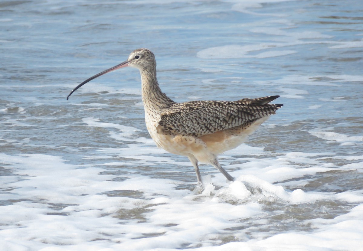 Long-billed Curlew - ML631243634