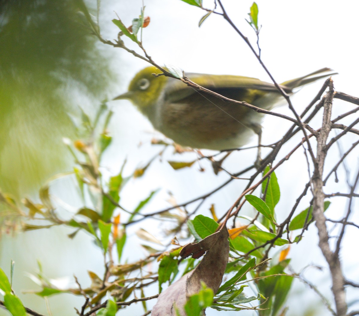 Silvereye - ML631243712