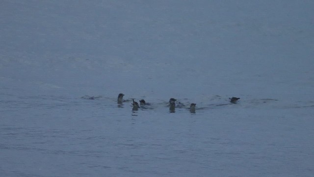 Küçük Penguen - ML631243763