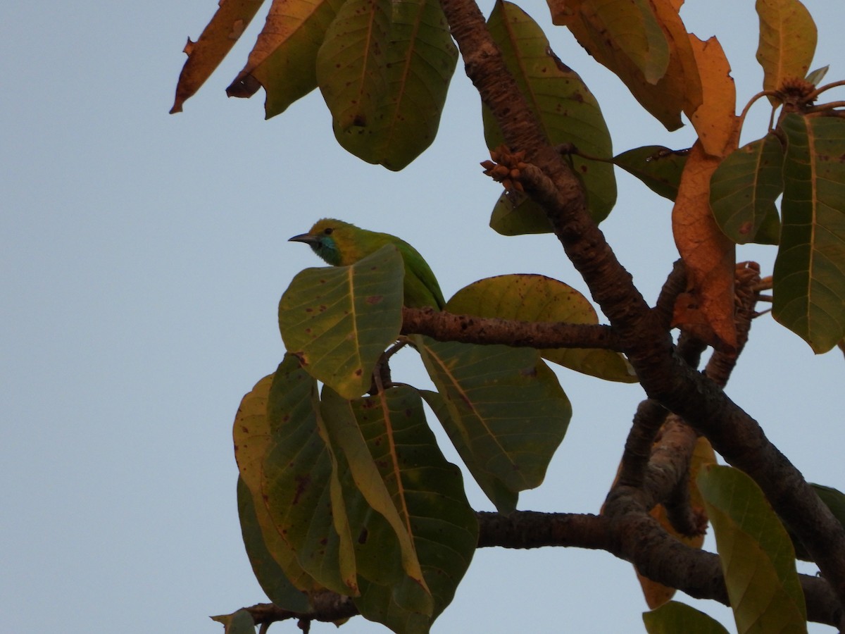 Golden-fronted Leafbird - ML631243799