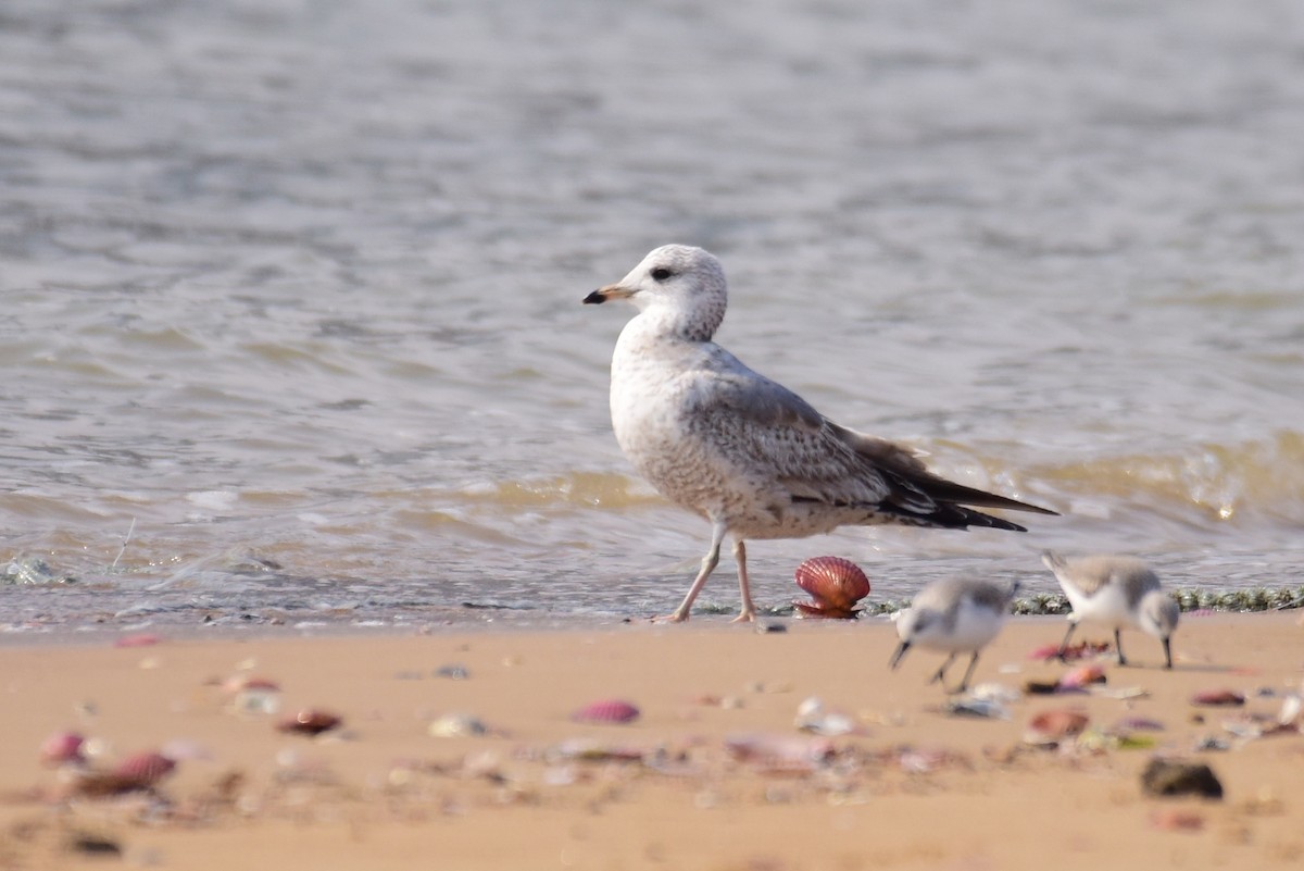 Common Gull (Russian) - ML631243901