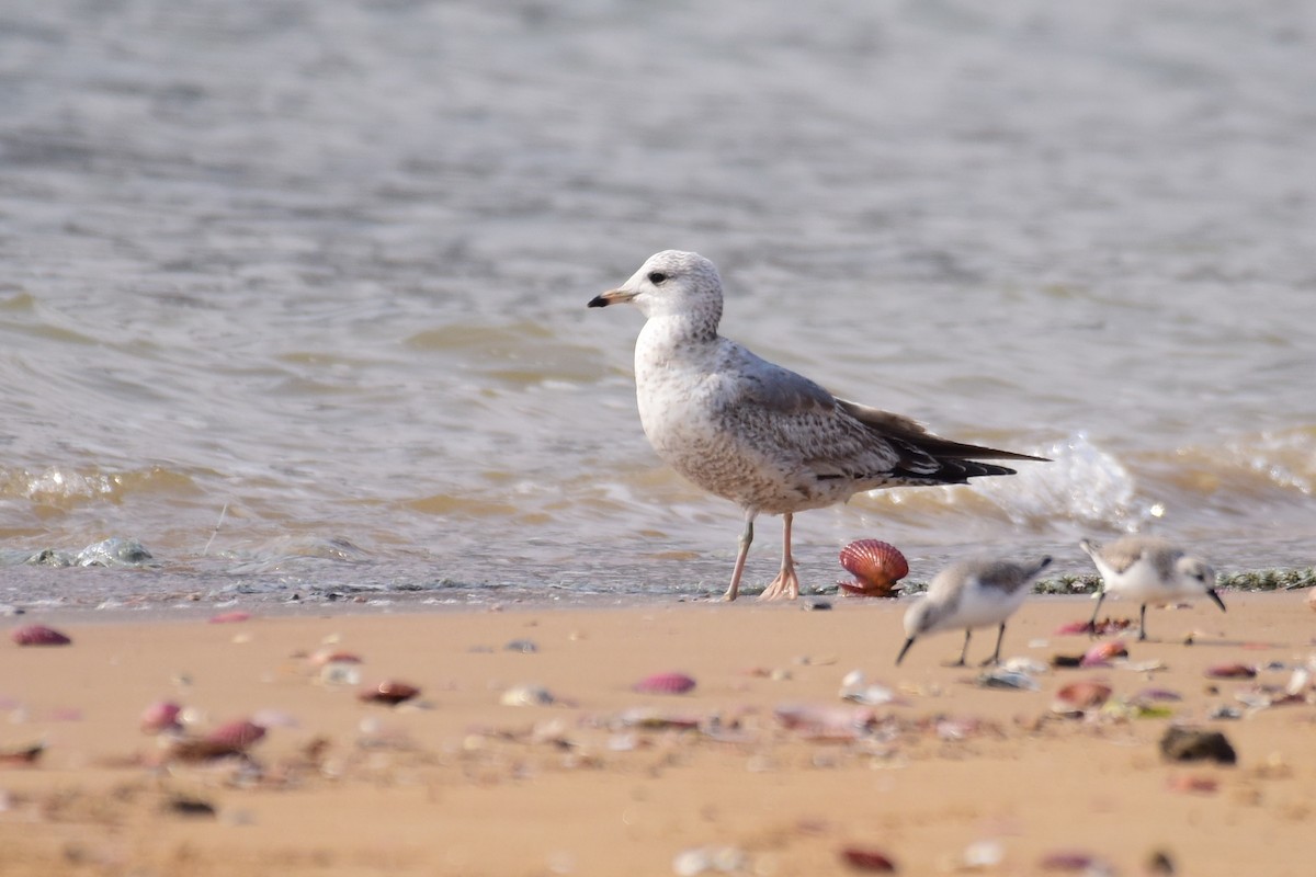 Common Gull (Russian) - ML631243902