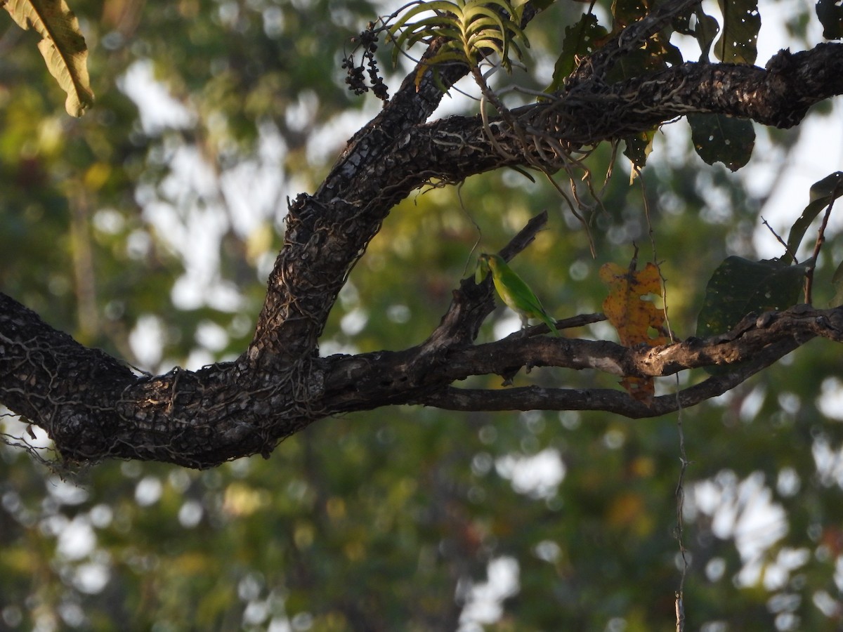 Jerdon's Leafbird - ML631243903