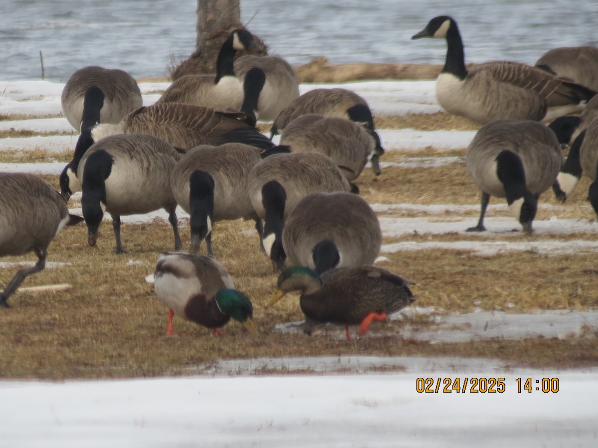 Mallard x American Black Duck (hybrid) - ML631243911