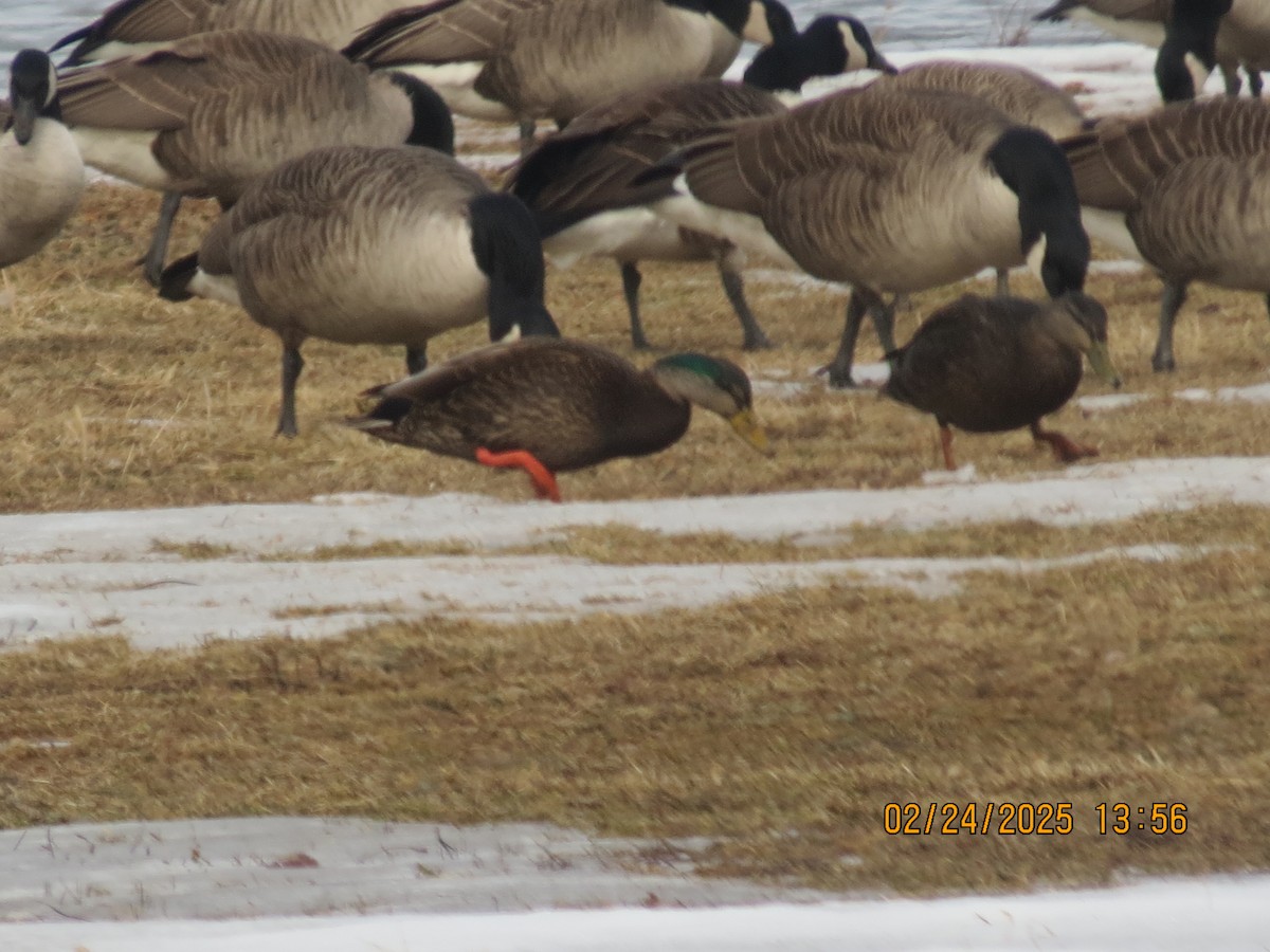 Mallard x American Black Duck (hybrid) - ML631243916