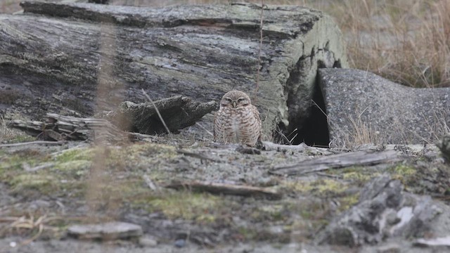 Burrowing Owl - ML631243939