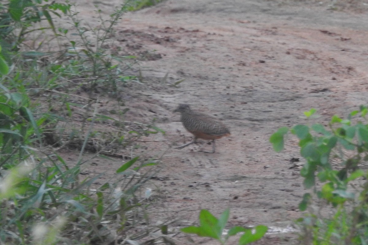 棕三趾鶉 - ML631243981