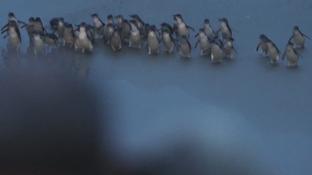 Küçük Penguen - ML631243987