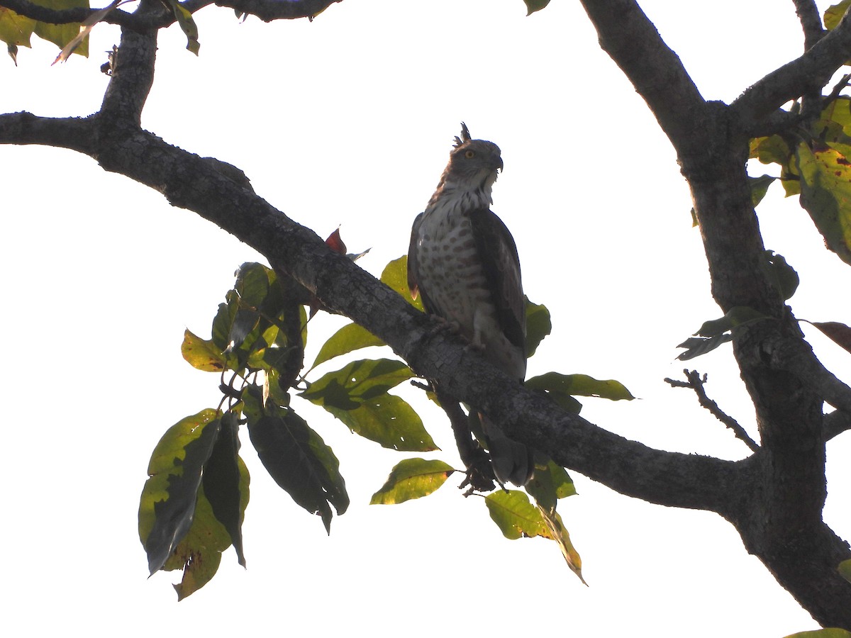 Jerdon's Baza - ML631244125