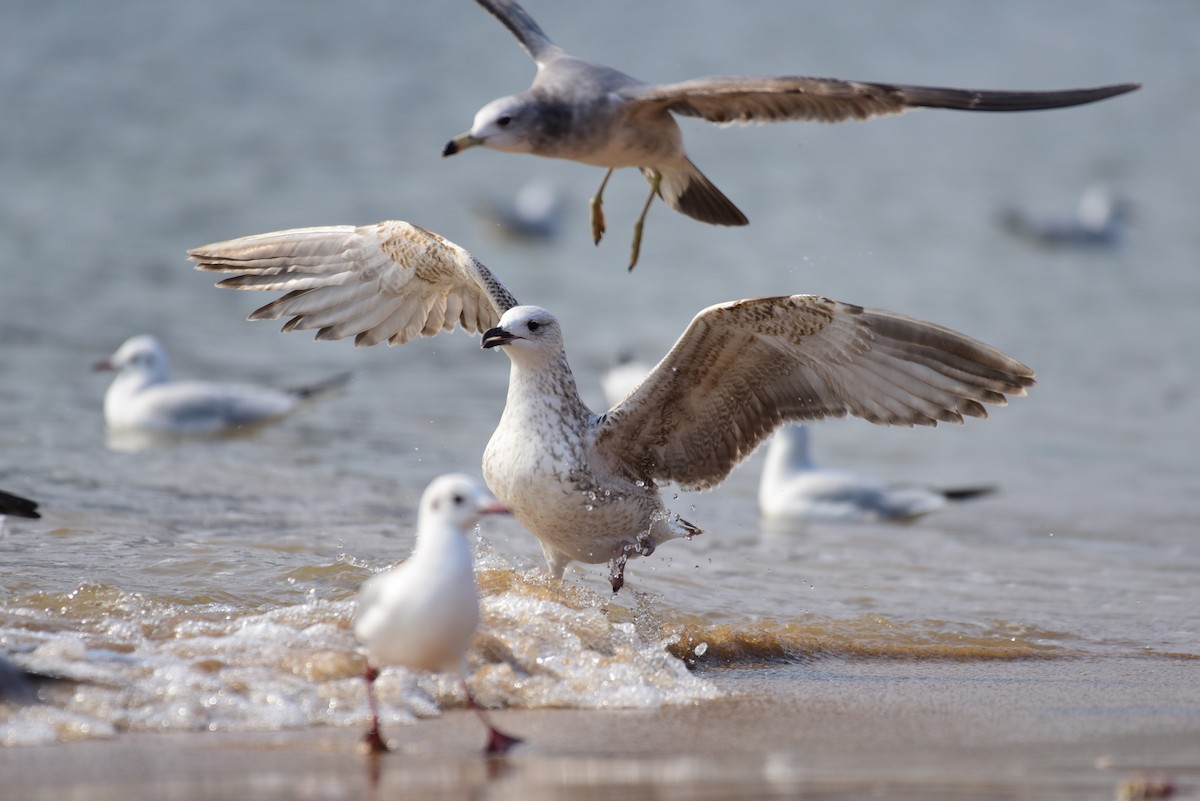Mongolian Gull - ML631244351