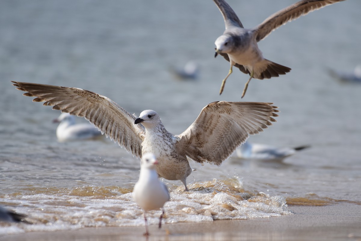 Mongolian Gull - ML631244352