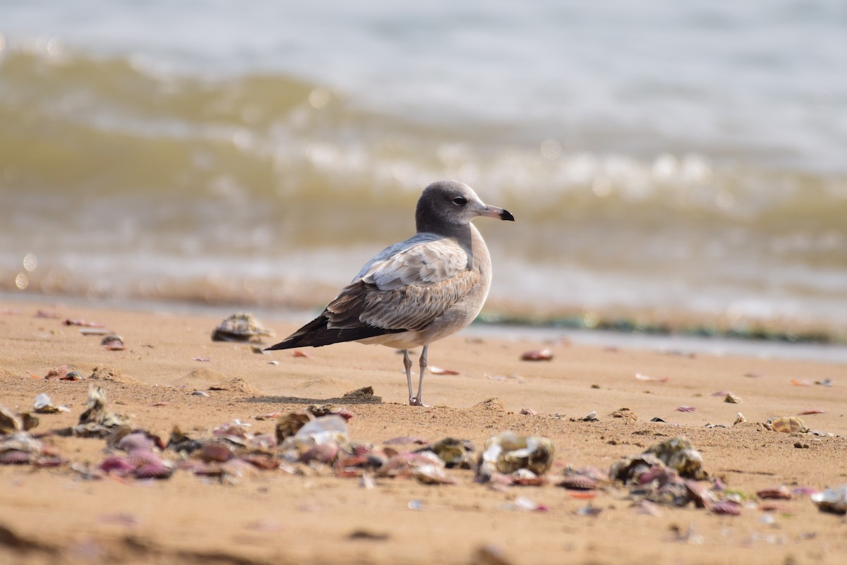 Black-tailed Gull - ML631244421