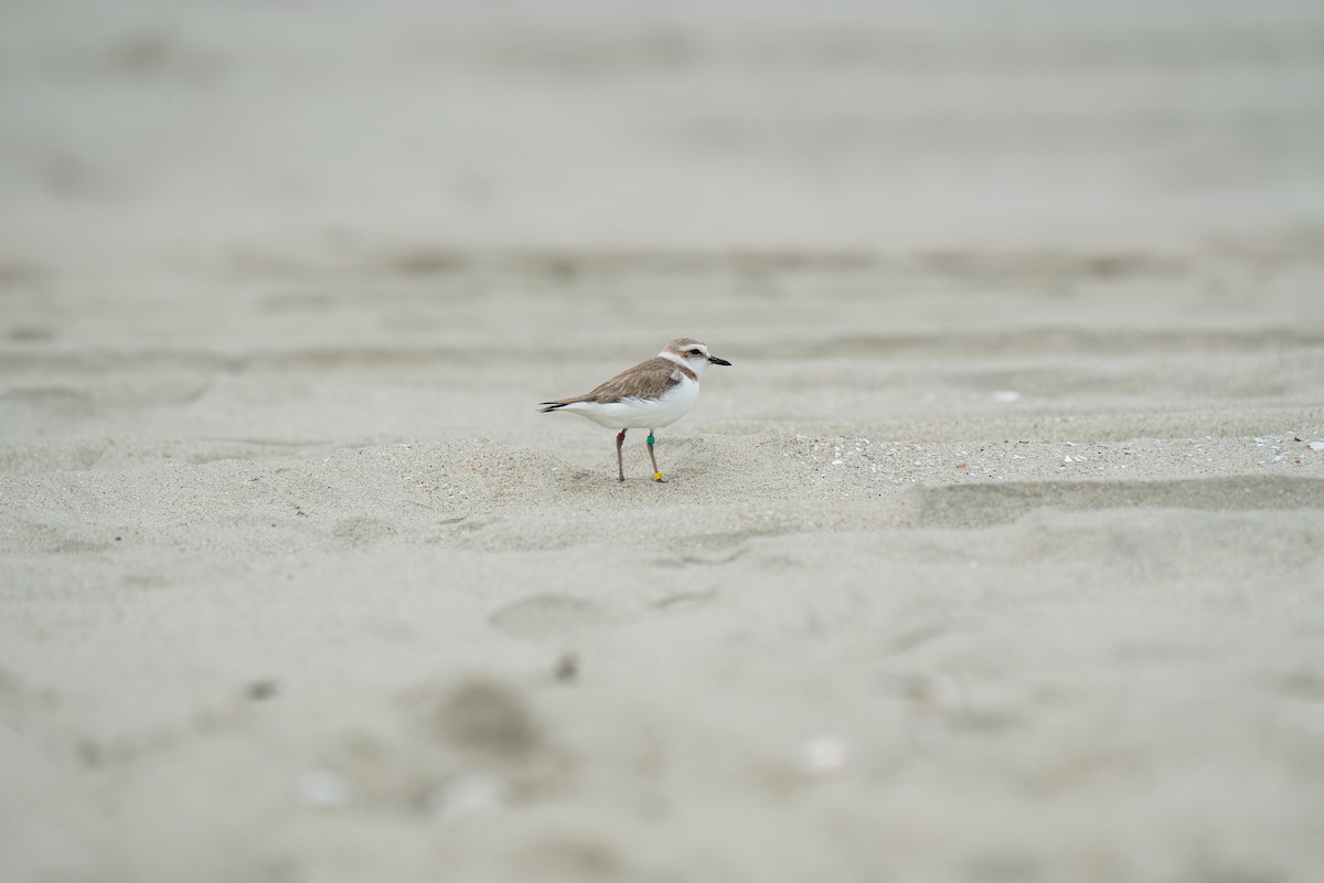 White-faced Plover - ML631244484