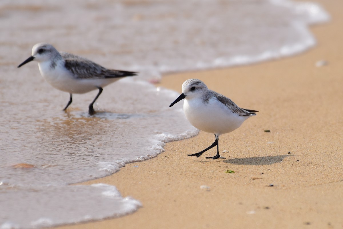 Sanderling - ML631244557