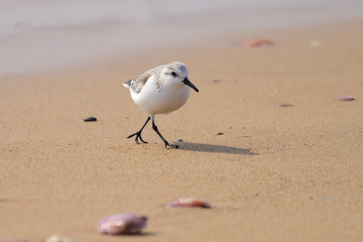 Sanderling - ML631244558