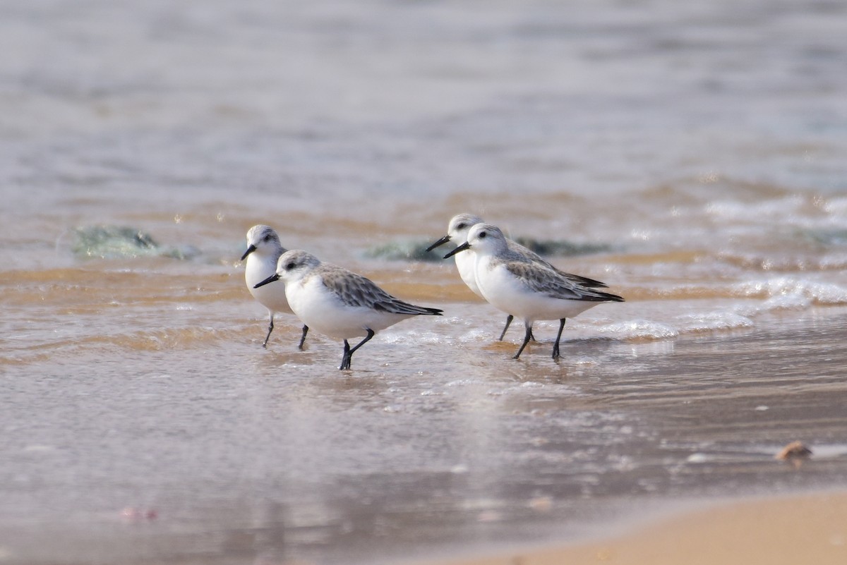 Sanderling - ML631244559