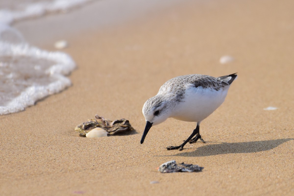 Sanderling - ML631244560