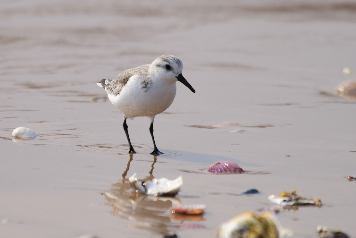 Sanderling - ML631244561