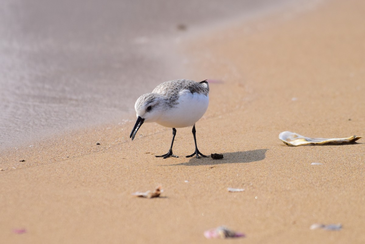 Sanderling - ML631244562