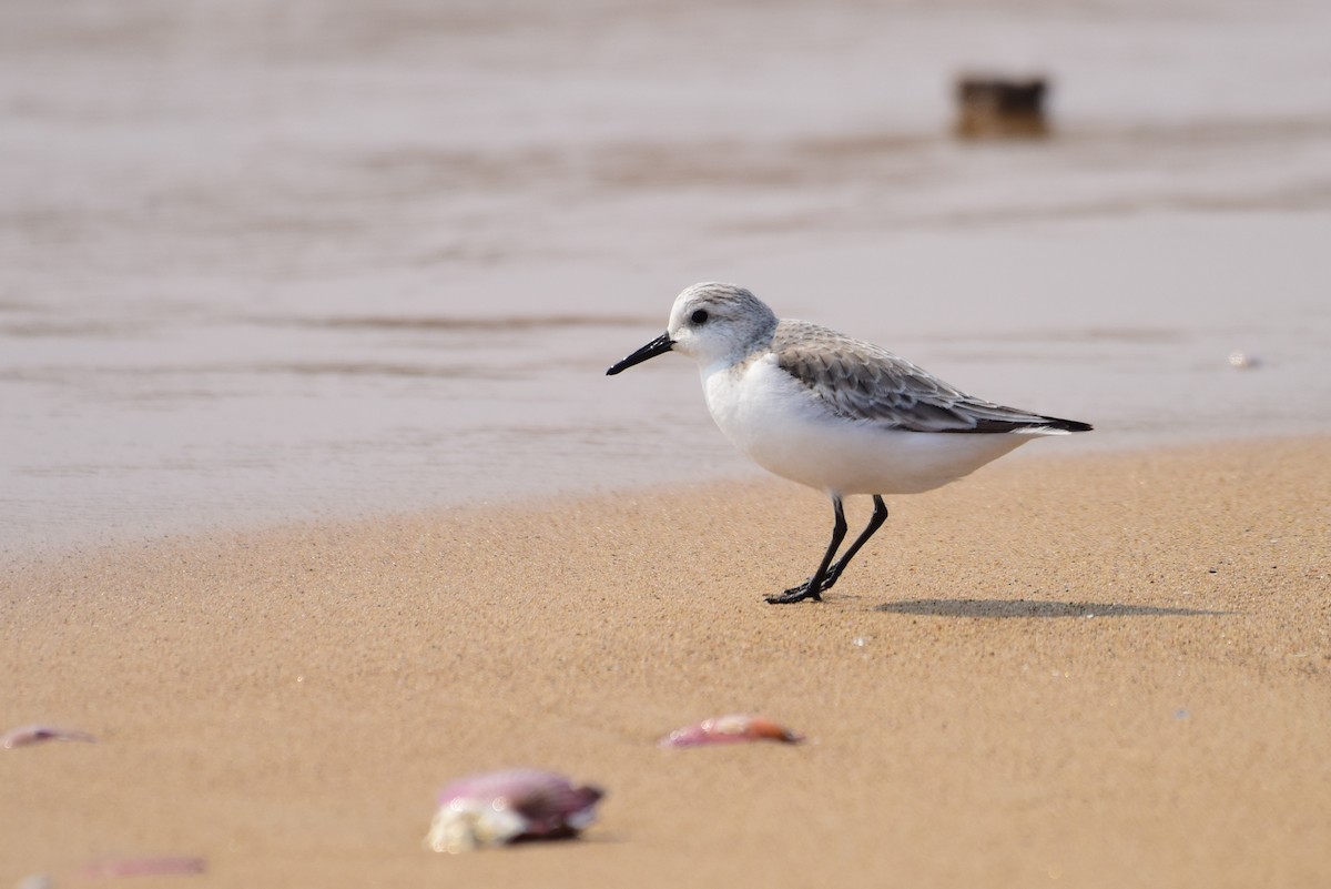 Sanderling - ML631244563