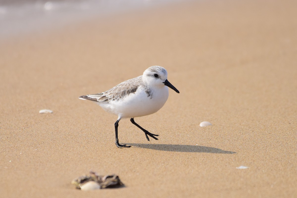 Sanderling - ML631244564