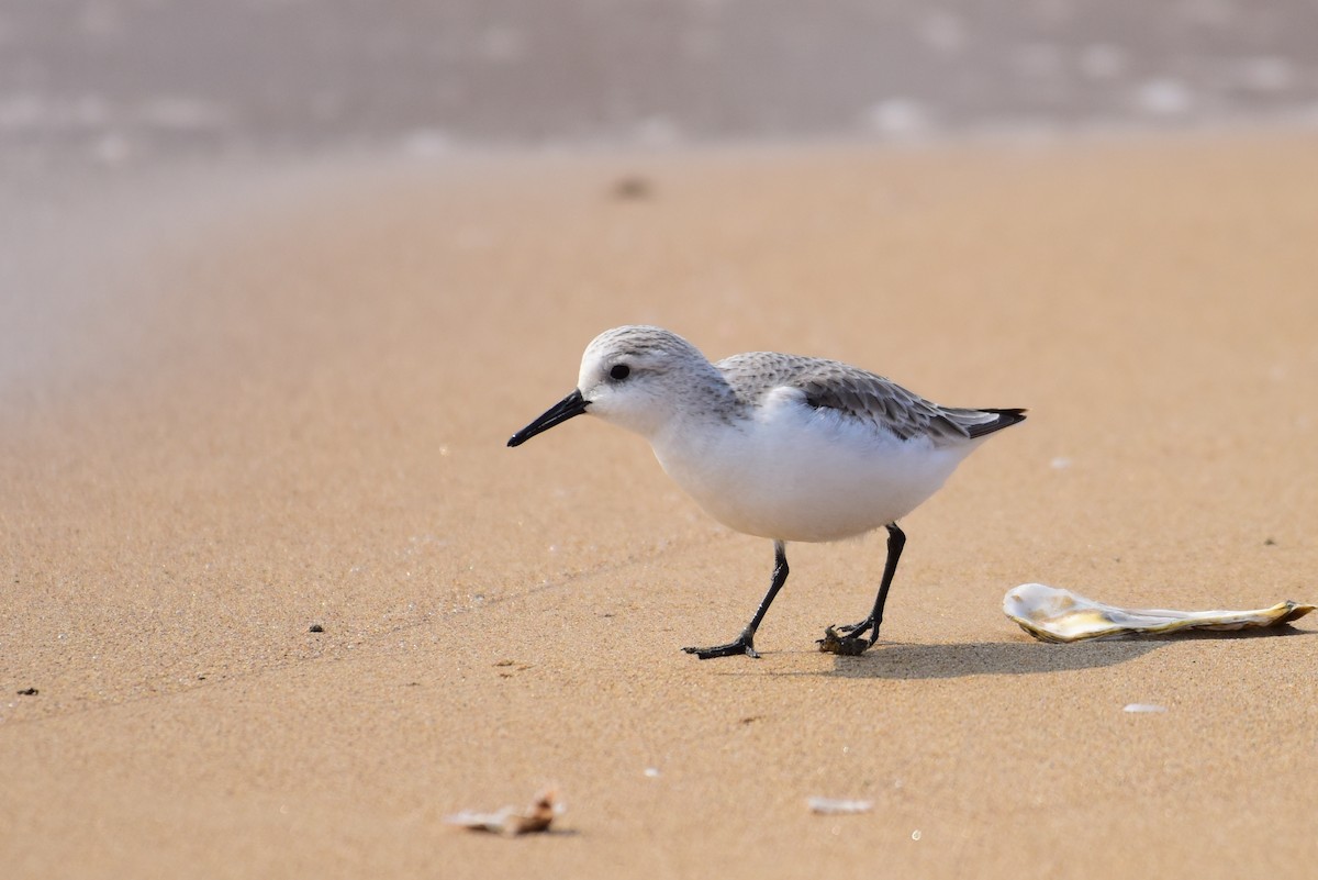 Sanderling - ML631244565
