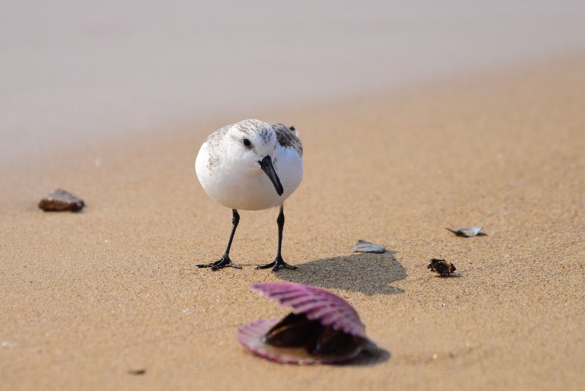 Sanderling - ML631244566