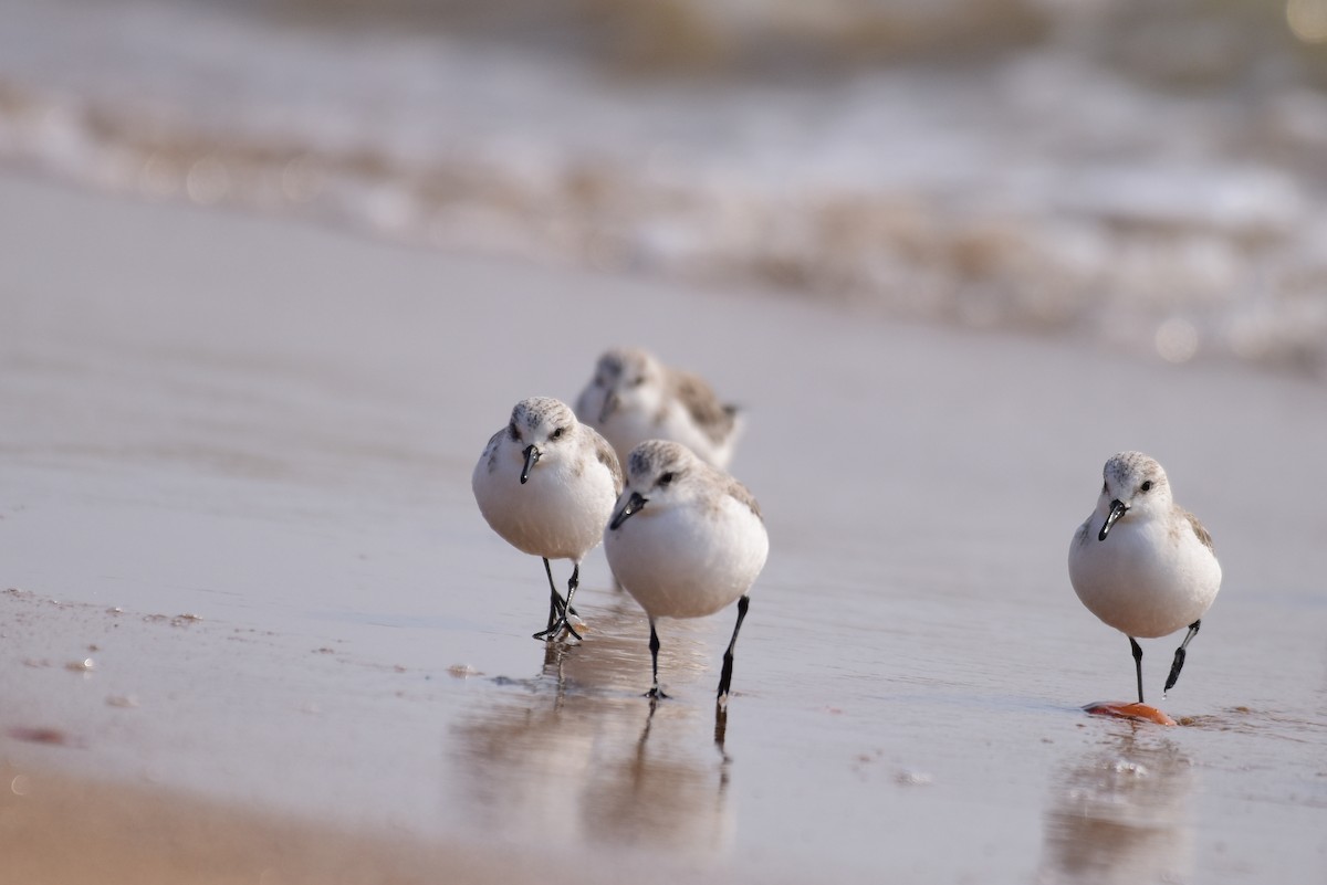 Sanderling - ML631244567