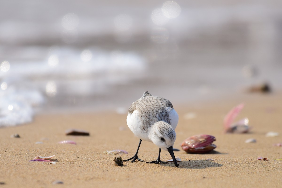 Sanderling - ML631244568