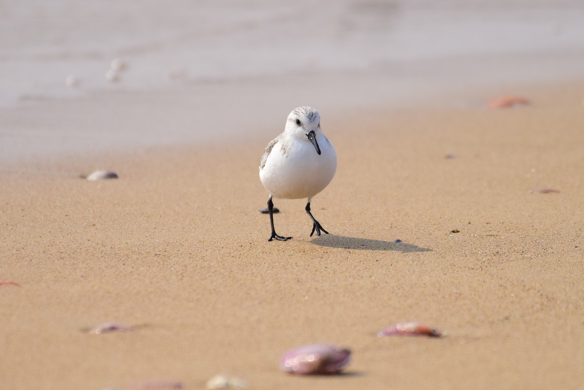 Sanderling - ML631244569