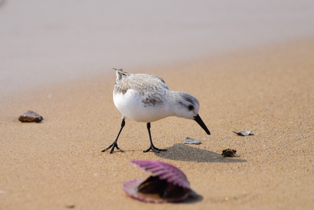 Sanderling - ML631244571
