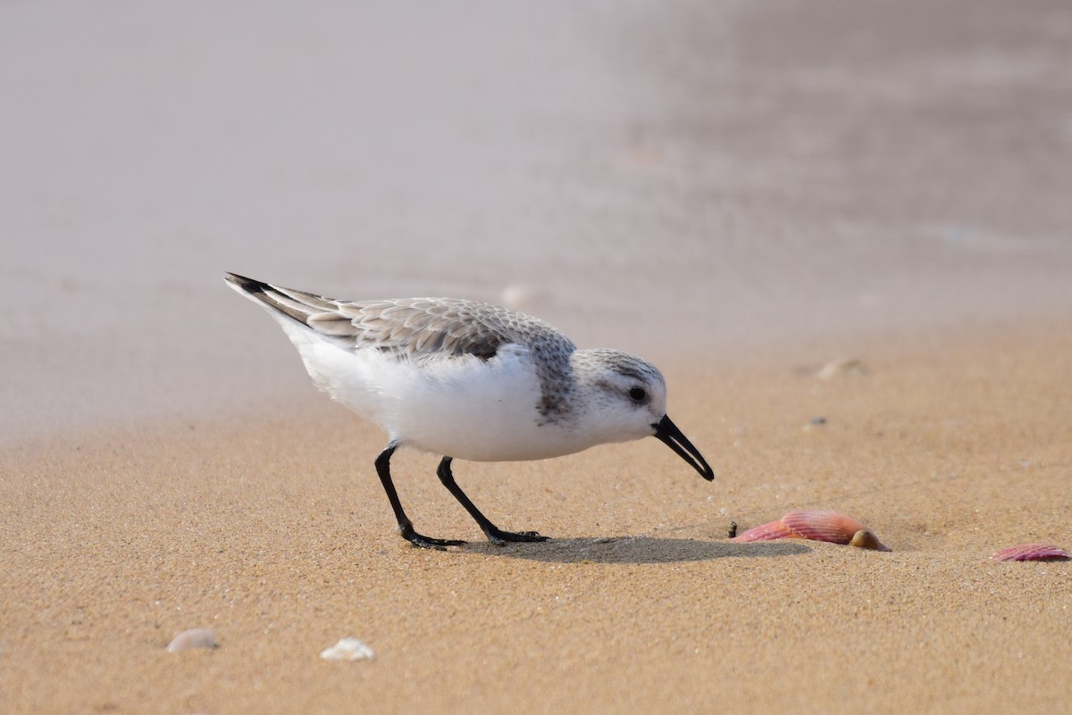 Sanderling - ML631244573