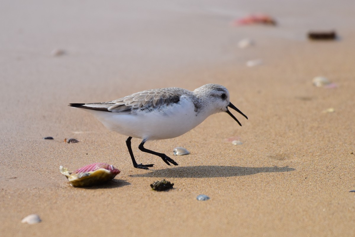Sanderling - ML631244574
