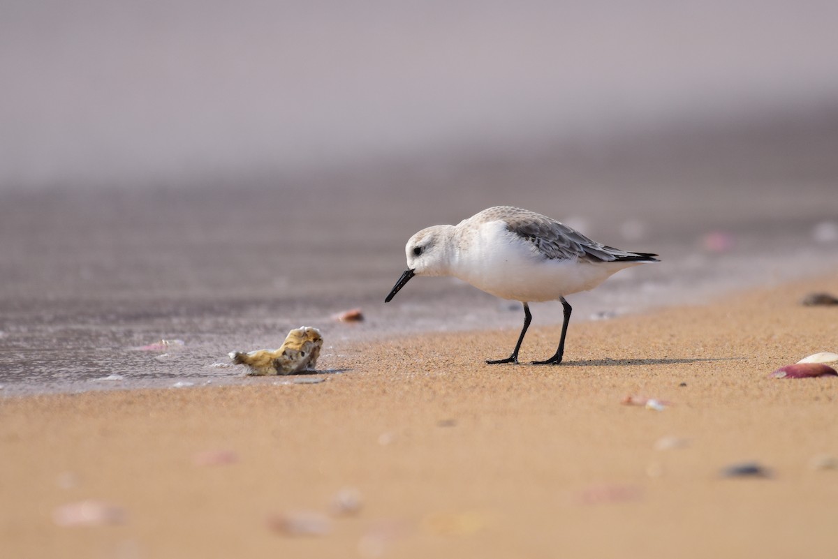 Sanderling - ML631244575