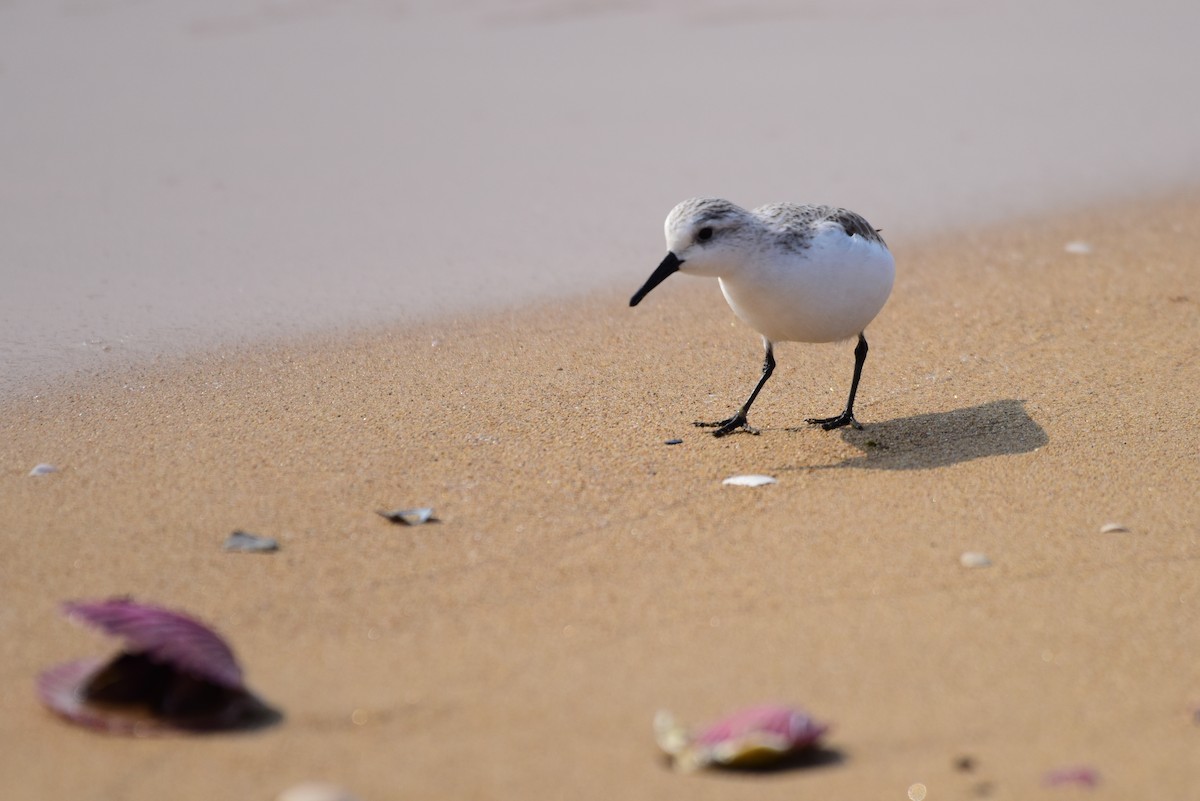 Sanderling - ML631244577
