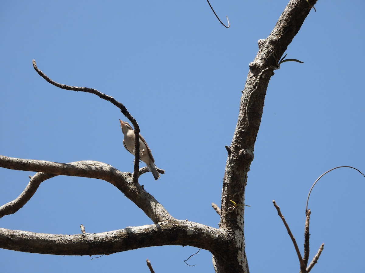 Common Woodshrike - ML631244673