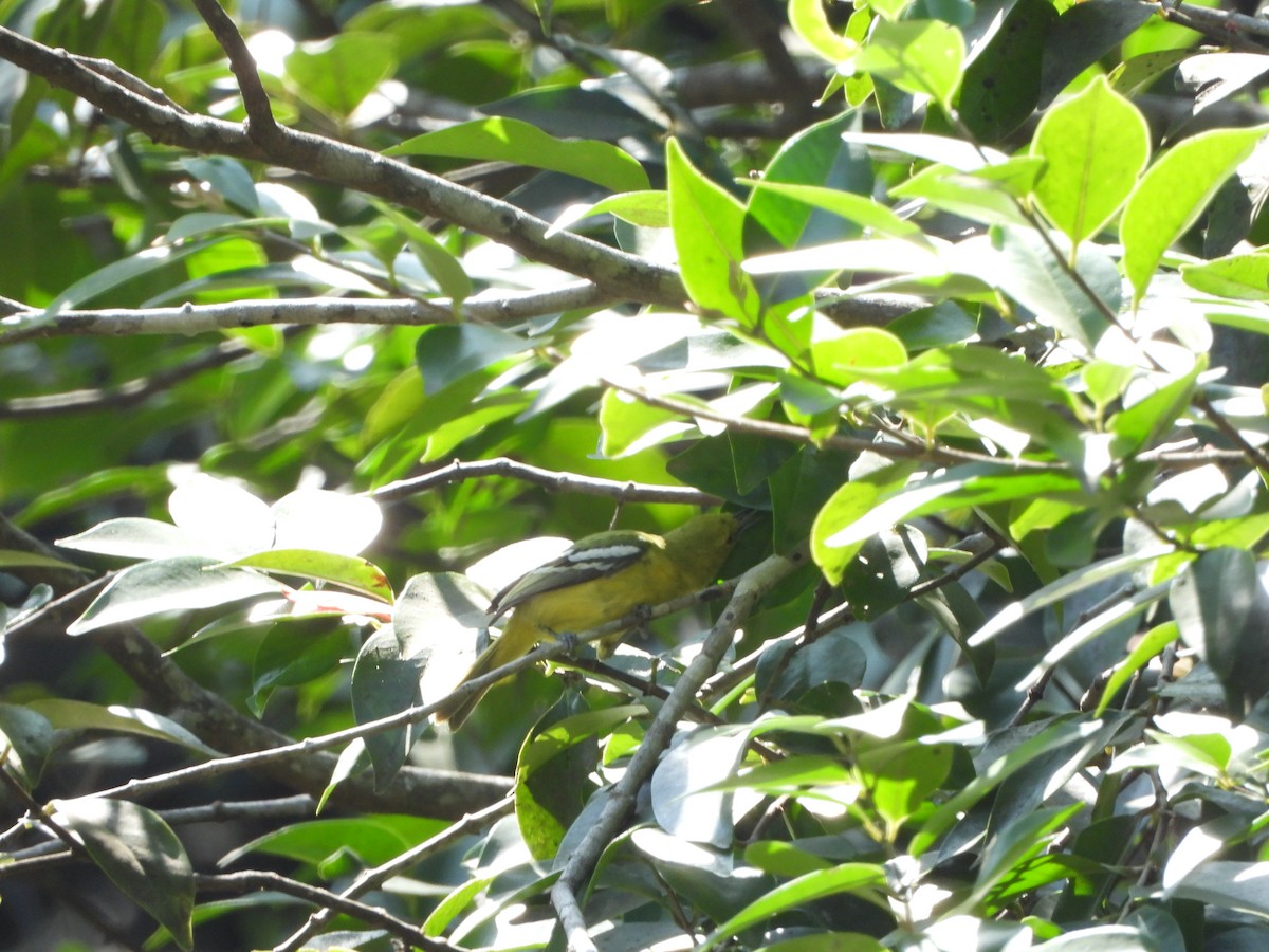 Common Iora - ML631244741