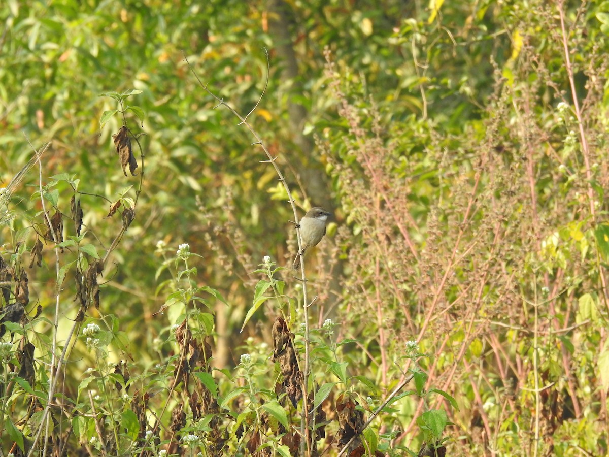 灰叢鴝 - ML631244787