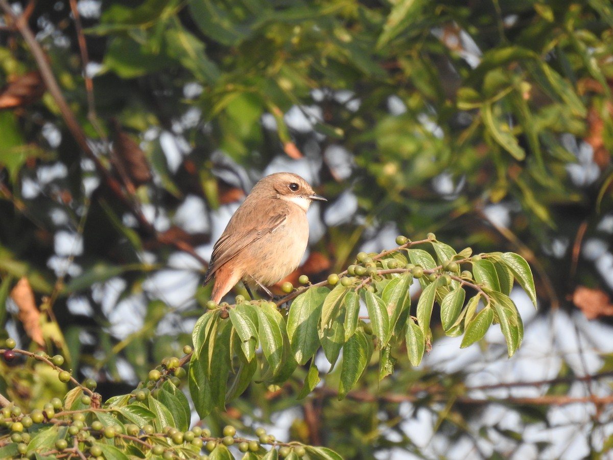 灰叢鴝 - ML631244788