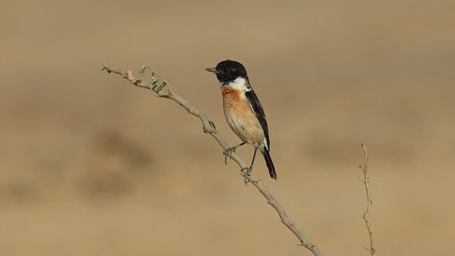 Tarier de Sibérie - ML631244883