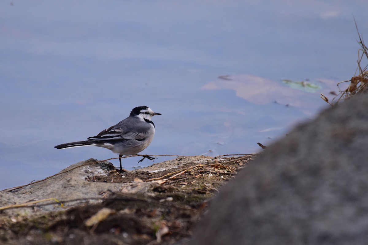 White Wagtail (ocularis) - ML631244893