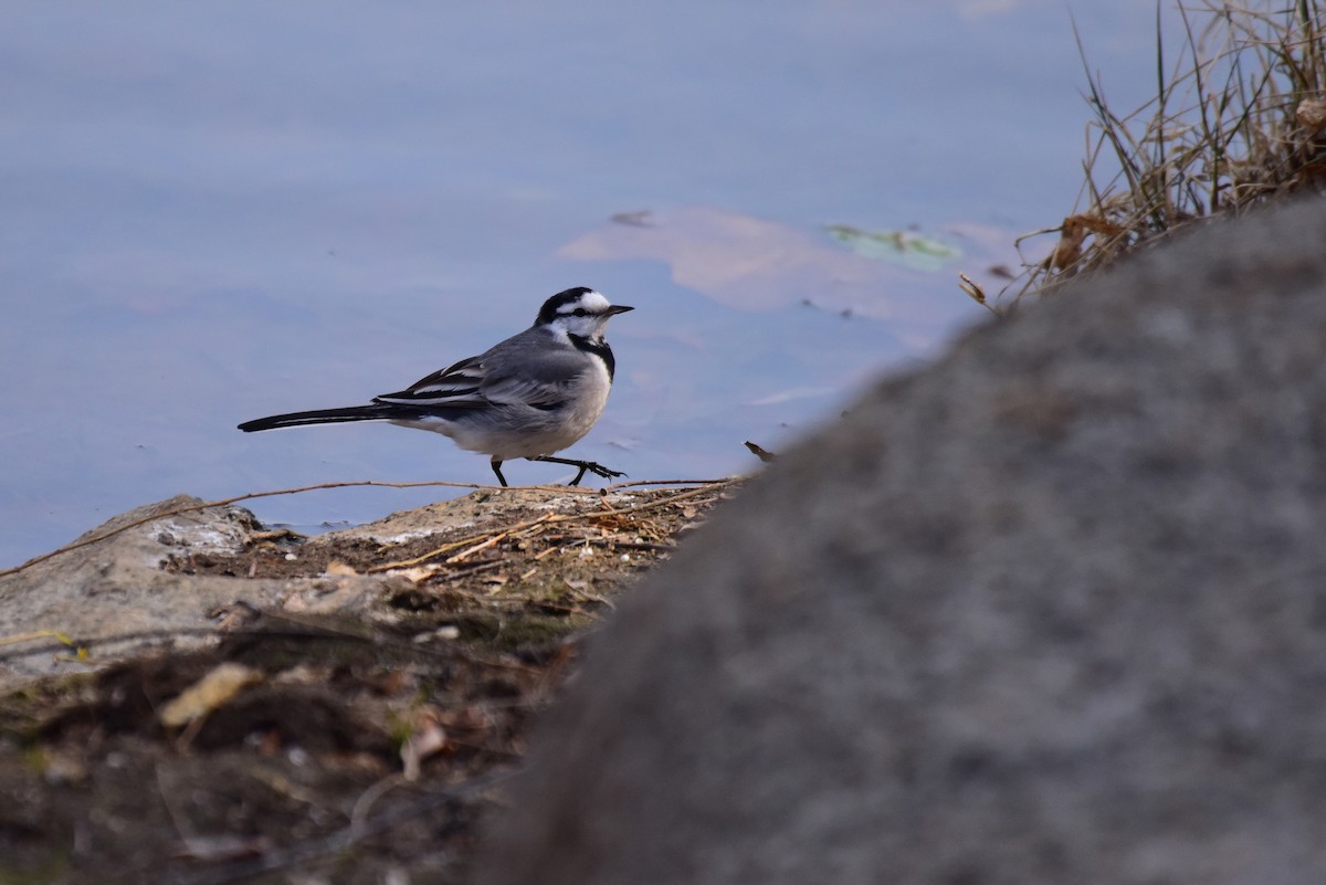 White Wagtail (ocularis) - ML631244894