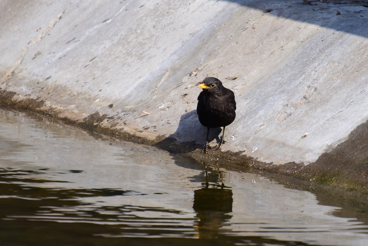 Chinese Blackbird - ML631244917
