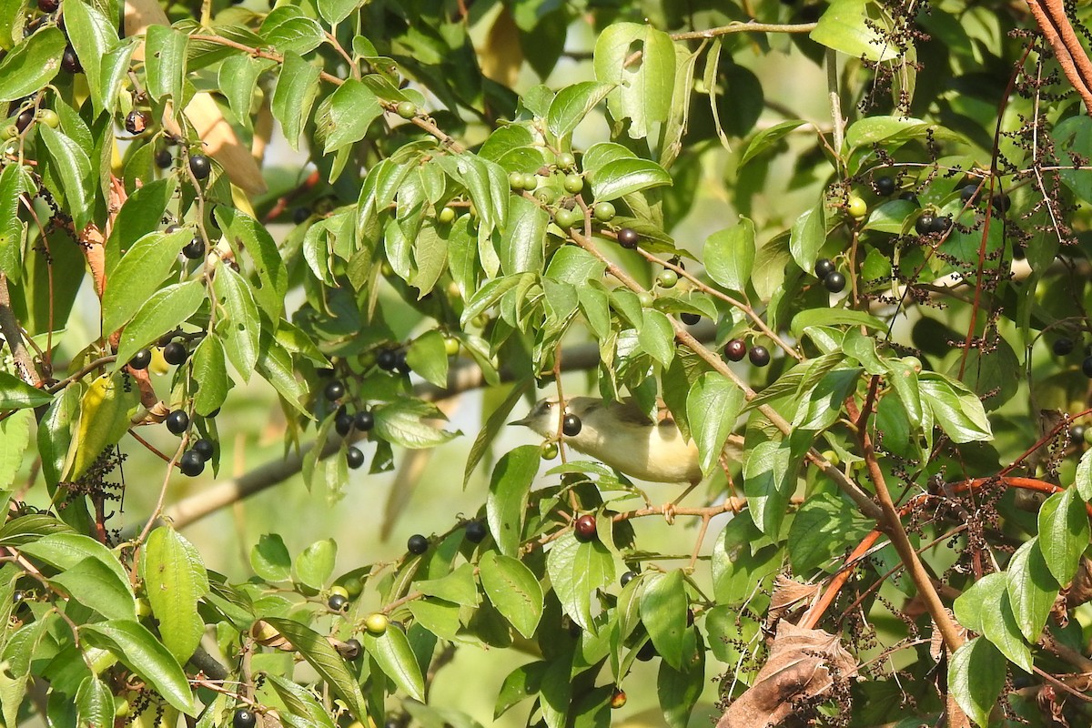 Gray-breasted Prinia - ML631244951
