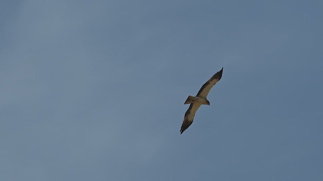 Aquila minore - ML631244964