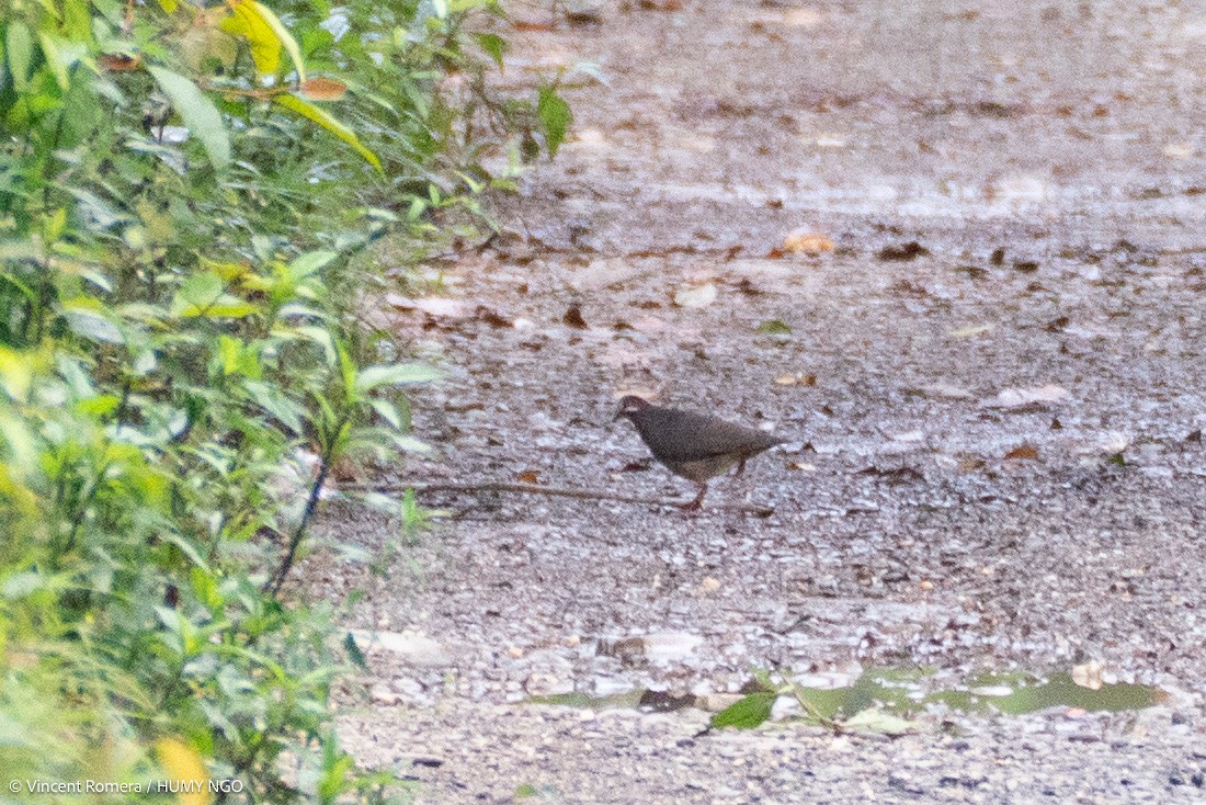 Olive-backed Quail-Dove - ML631244969
